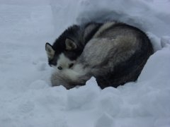 Snowdog