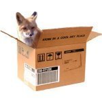 foxxinabox