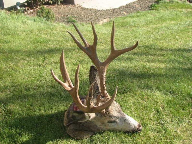 2013 head III.jpg