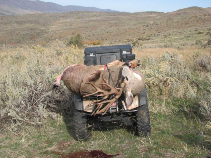 2013 Buck - Buckzilla III.jpg