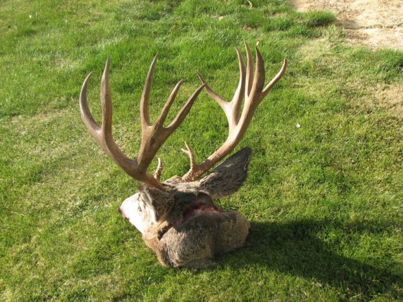 2013 head V.jpg