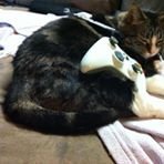 Xyla Cat