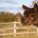 Wolds Alpacas