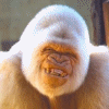 silverback1