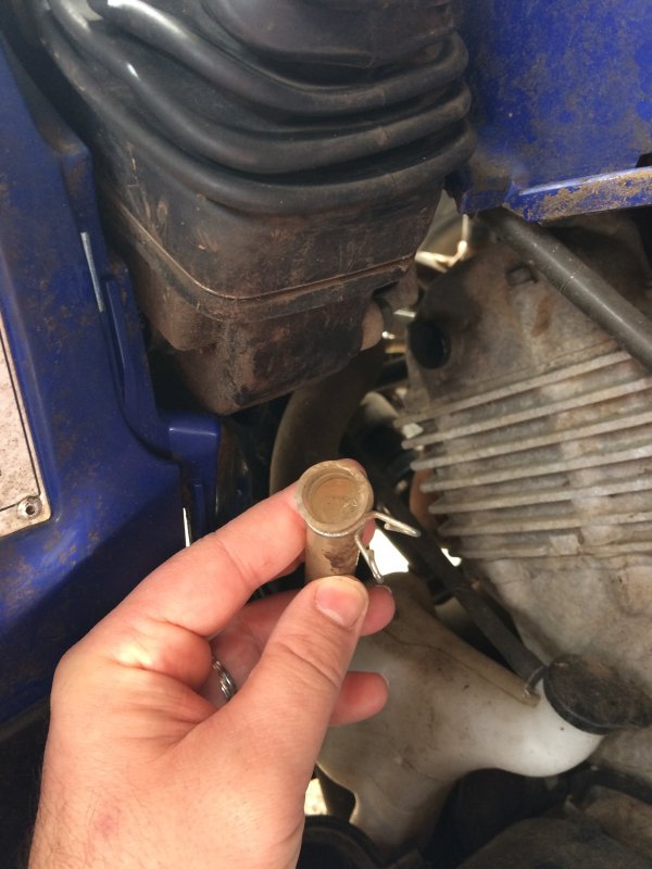 Grizzly Frozen Shifter