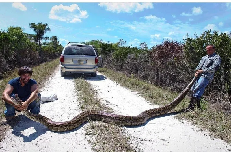 snake.webp