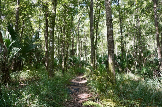 deepwoods.webp.3fd5887a83fe457f8feac956a0f8838b.webp